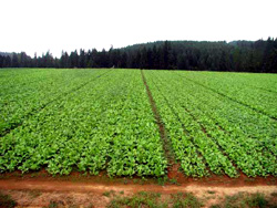 野沢菜の画像