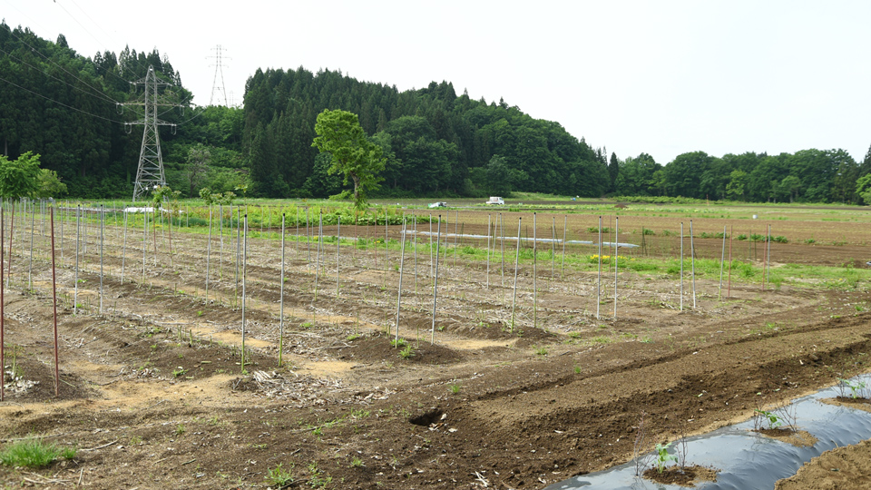 アスパラ収穫①