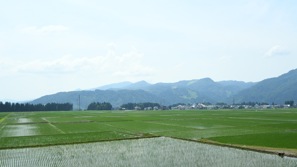 水田除草①