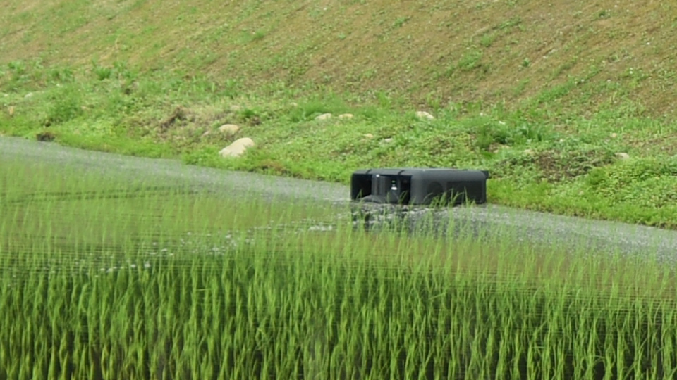 水田除草④