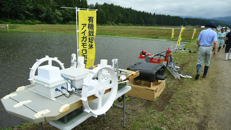 水田除草⑥