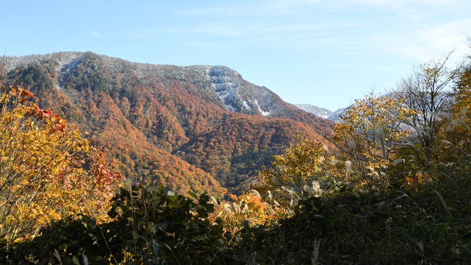 オーガニックビレッジ宣言①