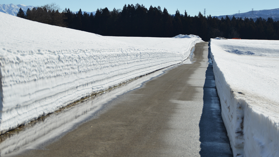 雪下にんじん畑除雪①