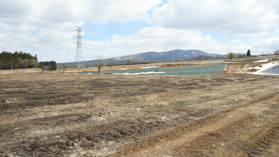 アスパラガスほ場１