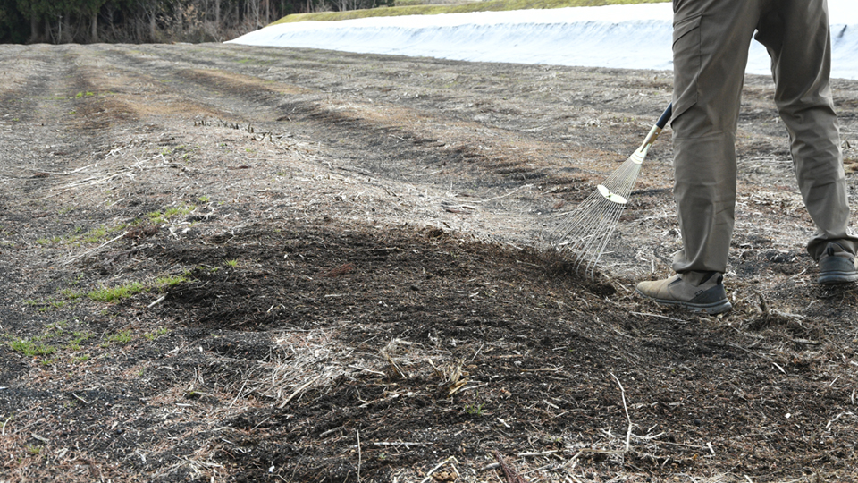 アスパラガスほ場２