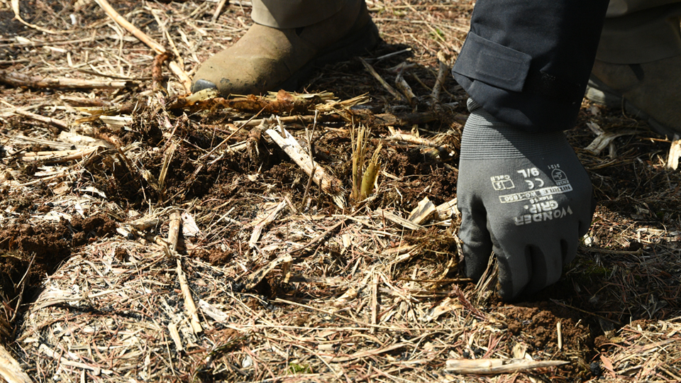 アスパラガスほ場３