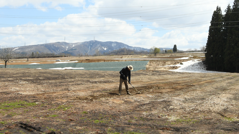 アスパラガスほ場４