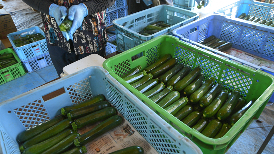 ズッキーニの生産量は津南町が新潟県トップです - 津南町ホームページ