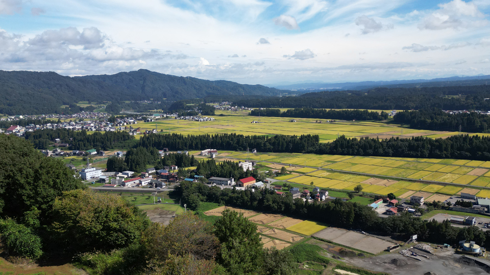 稲刈り3